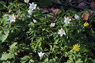 Buschwindröschen (Anemone nemorosa) und Scharbockskraut (Ficaria verna)