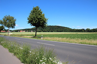 Gemeine Wegwarte (Cichorium intybus), im Hintergrund der Benther Berg
