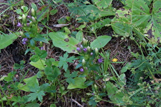 Rauer Kranzenzian (Gentianella aspera)