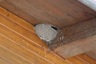 Küken der Mehlschwalbe (Delichon urbicum) im Nest