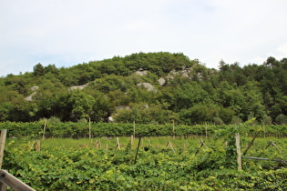 Blick über Weinreben (Vitis vinifera) auf Geröll des Kas