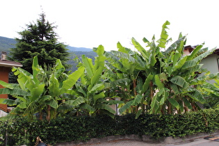 in Dro, Japanische Faser-Banane (Musa basjoo)