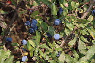 … Schlehdorn (Prunus spinosa) mit Früchten (Schlehen) …