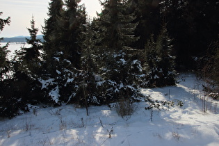 Nadelwald auf Kollrotshöhe, im Hintergrund der „Monte Kali“