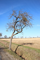 zwischen Ditterke und Großem Holz, Apfelbaum (Malus domestica)