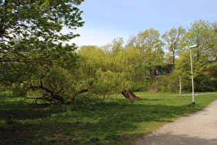 eine Weide (Salix) in Trauerform nahe der Brücke