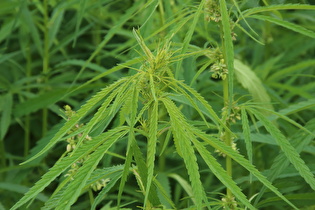 … nur Faserhanf (Cannabis sativa subsp. sativa)