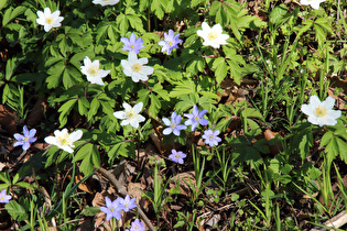 … Buschwindröschen (Anemone nemorosa) und Leberblümchen (Hepatica nobilis)