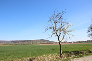 Sauerkirsche (Prunus cerasus), dahinter der Altendorfer Berg