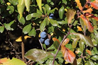 Zoom auf Schlehdorn (Prunus spinosa) mit Früchten