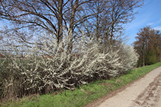 zwischen Redderse und Egestorf, Schlehdorn (Prunus spinosa)