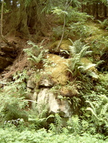 Vegetation an einem Felshang im Ilmetal