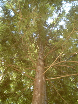 Abendländischer Lebensbaum (Thuja occidentalis)