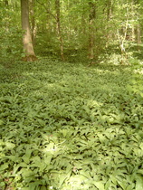 Bärlauch (Allium ursinum), deutliche Knoblauchnote in der Luft