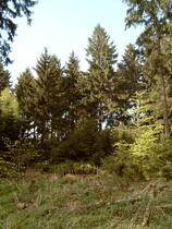Fichtenmischwald auf dem Deisterkamm
