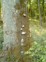 ein toter Baum mit Baumpilzen