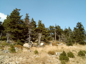 Fichtenwald in Krüppelwuchs unterhalb der Baumgrenze