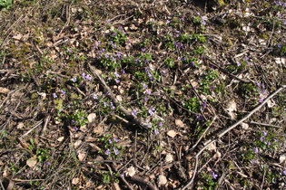 … und Hunds-Veilchen (Viola canina)