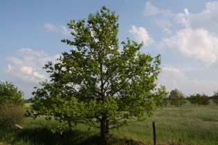 eine Stieleiche (Quercus robur) …