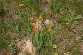 Orangerotes Habichtskraut (Hieracium aurantiacum)