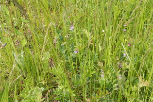 Zaun-Wicke (Vicia sepium)