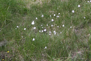 … mit Schmalblättrigem Wollgras (Eriophorum angustifolium)