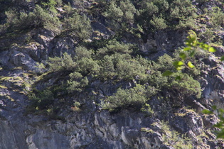 Zoom auf die Vegetation in der Steilwand