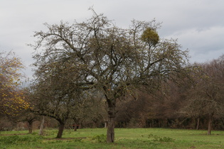 ein Apfelbaum (Malus domestica), befallen mit einer Weißbeerigen Mistel (Viscum album)