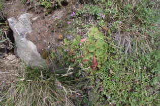 Dach-Hauswurz (Sempervivum tectorum) mit relativ kleinen Rosetten