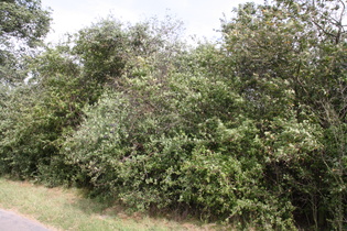 … und Schlehdorn (Prunus spinosa)