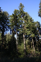 Fichtenwald auf dem Deisterkamm
