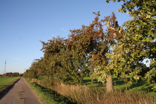 Apfelbäume (Malus domestica) …