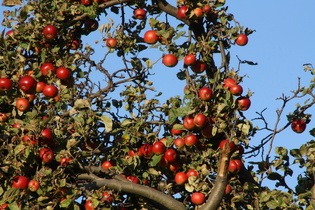 … mit reifen Äpfeln