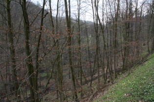 Blick durch unbelaubten Buchenwald auf die Holzminde
