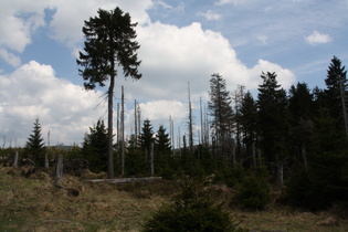 toter und neuer Fichtenwald auf dem Quitschenberg