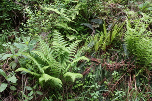 v. l. n. r.: Echter Wurmfarn (Dryopteris filix-mas), Eichenfarn (Gymnocarpium dryopteris), Rippenfarn (Blechnum spicant)