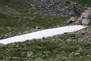 ein Schneerest, durch die Besiedelung mit Schneealgen rosa gefärbt
