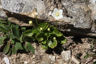 Sumpf-Herzblatt (Parnassia palustris)