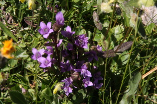 Feld-Kranzenzian (Gentianella campestris)