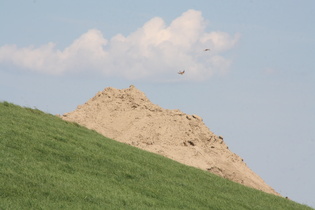Falken kreisen über dem "Berg", einem Sandhaufen