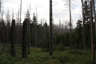 durch Braunkohleabgase getöteter Wald und neuer Wald