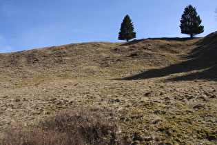 Bergwiese am östlichen Ortsausgang von Altenau