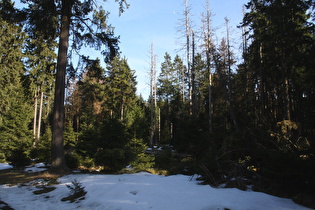 Winterreste im Wald
