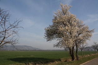 blühende Echte Zwetschge (Prunus domestica subsp. domestica), im Hintergrund der Altendorfer Berg