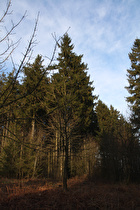 Fichtenwald auf der Hohen Warte