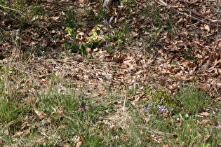 Echte Schlüsselblume (Primula veris) und Hunds-Veilchen (Viola canina)