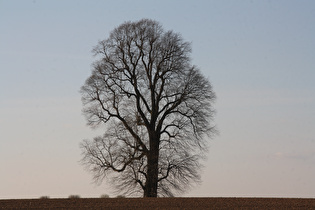 Zoom auf einen einsamen Baum in der Agrarwüste