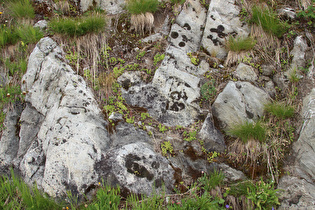 Felsen mit Berg-Hauswurz (Sempervivum montanum)