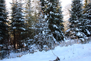 Winter im Wald auf der Kollrothshöhe