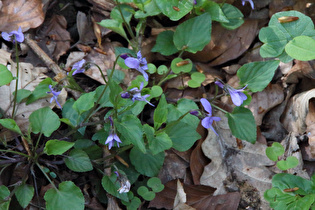 Hunds-Veilchen (Viola canina)